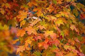 maple leaves